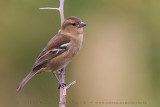 Azores Chaffinch (Fringilla moreletti)