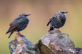 Common Starling (Sturnus vulgaris granti)