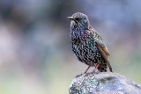 Common Starling (Sturnus vulgaris granti)