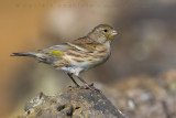 Atlantic Canary (Serinus canaria)