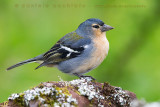 Azores Chaffinch (Fringilla moreletti)