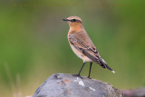 'Greenland' Northern Wheatear (Oenanthe oenanthe leucorhoa)