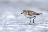 White-rumped Sandpiper (Calidris fuscicollis)