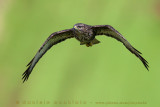 Azores Buzzard (Buteo buteo rothschildi)
