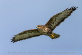 Azores Buzzard (Buteo buteo rothschildi)