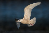 Glaucous Gull (Larus hyperboreus)