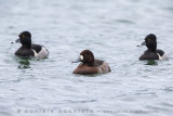 Scaup (Aythya marila) and Ring-necked Duck (Aythya collaris)