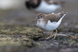 Spotted Sandpiper (Actitis macularius)