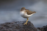 Spotted Sandpiper (Actitis macularius)