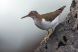 Spotted Sandpiper (Actitis macularius)