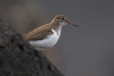 Spotted Sandpiper (Actitis macularius)