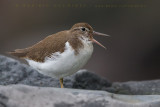 Spotted Sandpiper (Actitis macularius)