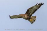 Azores Buzzard (Buteo buteo rothschildi)