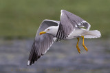 Azores Yellow-legged Gull (Larus michahellis atlantis)