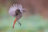 Black Redstart (Phoenicurus ochruros gibraltariensis)