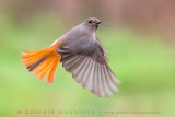 Black Redstart (Phoenicurus ochruros gibraltariensis)