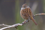 Dunnock (Prunella modularis)