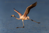 Greater Flamingo (Phoenicopterus roseus)