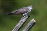 Common Cuckoo (Cuculus canorus)