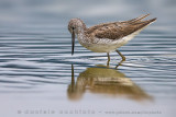 Greenshank (Tring nebularia)