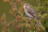 Tree Pipit (Anthus trivialis)