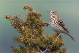 Tree Pipit (Anthus trivialis)