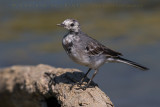 White Wagtail (Motacilla alba)