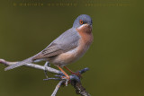 Eastern Subalpine Warbler (Sylvia cantillans cantillans)