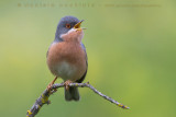 Moltonis Warbler (Sylvia subalpina)