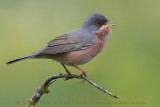 Moltonis Warbler (Sylvia subalpina)