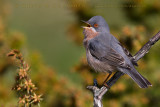 Moltonis / Eastern Subalpine Warbler (Sylvia subalpina / Sylvia cantillans cantillans)