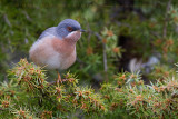 Moltonis / Eastern Subalpine Warbler (Sylvia subalpina / Sylvia cantillans cantillans)