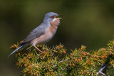 Moltonis / Eastern Subalpine Warbler (Sylvia subalpina / Sylvia cantillans cantillans)