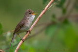 Blyths Reed Warbler (Acrocephalus dumetorum)