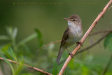 Blyths Reed Warbler (Acrocephalus dumetorum)