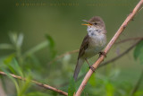 Blyths Reed Warbler (Acrocephalus dumetorum)