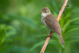 Blyths Reed Warbler (Acrocephalus dumetorum)