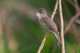 Blyths Reed Warbler (Acrocephalus dumetorum)