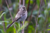 Long-tailed Rosefinch (Uragus sibiricus)