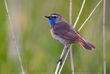 Bluethroat (Luscinia svecica svecica)