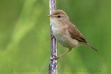 Booted Warbler (Iduna caligata)