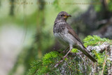 Black-throated Thrush (Turdus atrogularis)