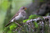 Black-throated Thrush (Turdus atrogularis)