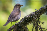 Black-throated Thrush (Turdus atrogularis)