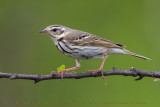 Olive-backed Pipit (Prispoone indiano)