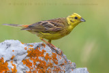 Yellowhammer (Emberiza citrinella)