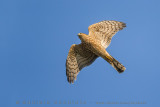 Japanerse Sparrowhawk (Accipiter gularis)