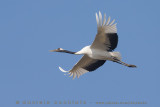 Red-crowned Crane (Grus japonensis)