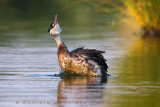 Great Crested Grebe (Podiceps cristatus)