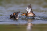 Little Grebe (Tachybaptus ruficollis)